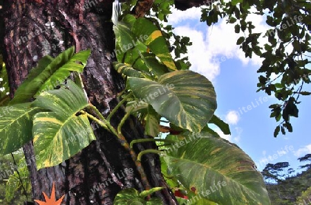 Beautiful impressions of the tropical landscape paradise on the Seychelles islands