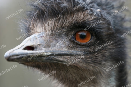 emu