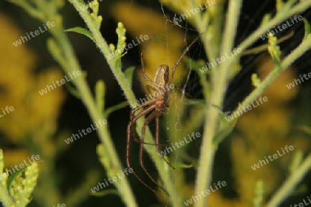 Vierfleckkreuzspinne (Araneus quadratus) - Maennchen in seinem Netz