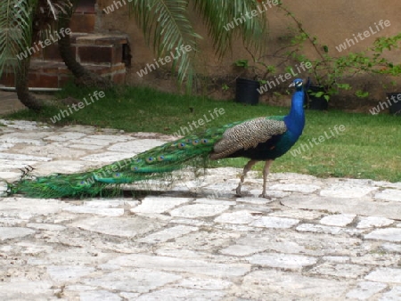 Peacock