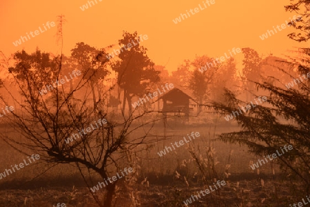 Die Landwirtschaft mit Reisfeldern im Winter bei Amnat Charoen im Isan im osten von Thailand,