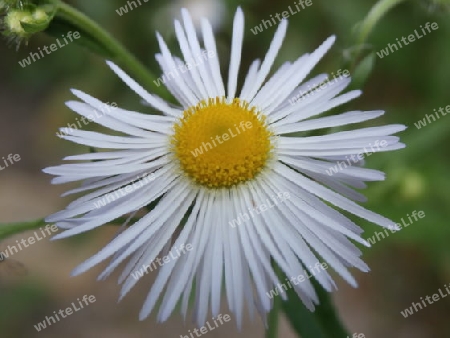 Bl?te Erigeron Annuus P6270452