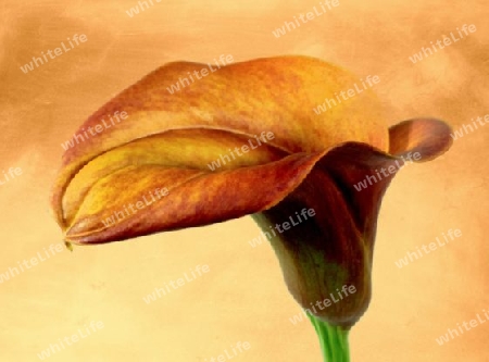 Calla