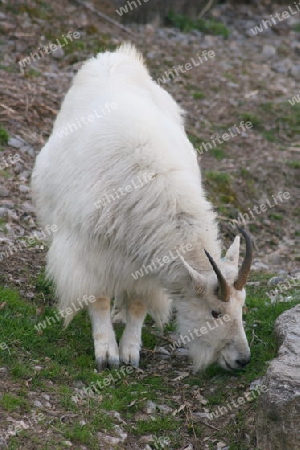 a wild mountain goat with food intake    