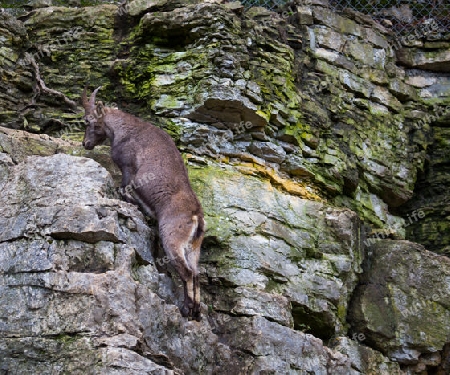 Steinbock