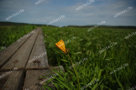 lone flower