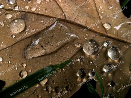 Blatt in Regen