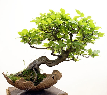 Bonsai