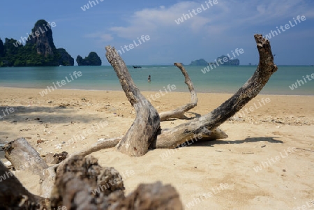 The Hat Tom Sai Beach at Railay near Ao Nang outside of the City of Krabi on the Andaman Sea in the south of Thailand. 