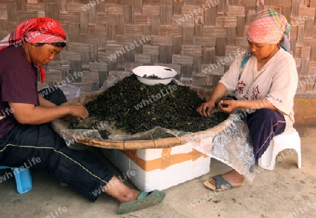 Teepflueckerinnen sortieren Teeblaetter in einer Tee Plantagen beim Bergdorf Mae Salong in der Huegellandschaft noerdlich von Chiang Rai in der Provinz Chiang Rai im Norden von Thailand in Suedostasien.