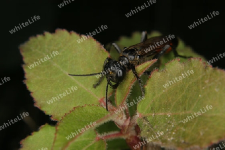 Schlupfwespe (Ichneumonidae) auf einem Blatt