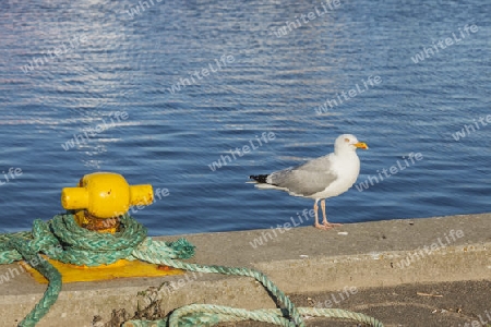 Schiffsbefestiger,Hafen Tyboron,Daenemark ,Silbermoeve