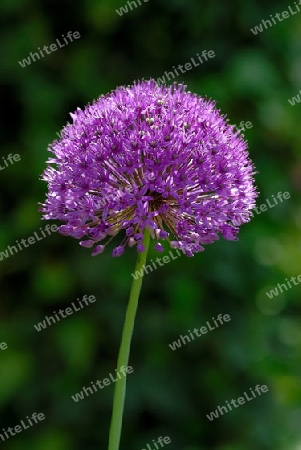 Allium giganteum