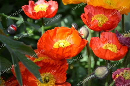 Mohn