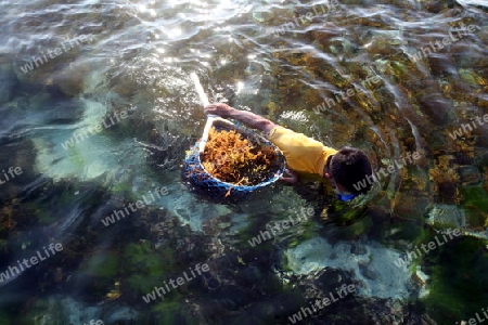 Die Ernte in der Seegrass Plantage auf der Insel Nusa Lembongan der Nachbarinsel von Bali, Indonesien.