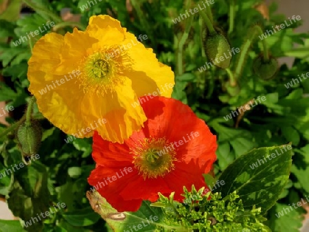 Islandmohn