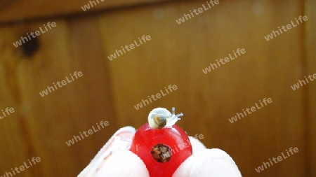 Baby Schnecke auf einer Ribisel