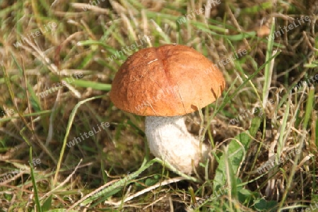 Pilz 1