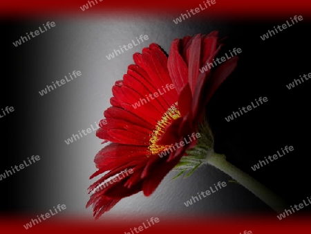 Rote Gerbera