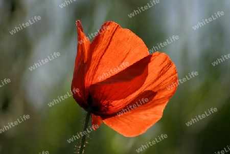 Mohn