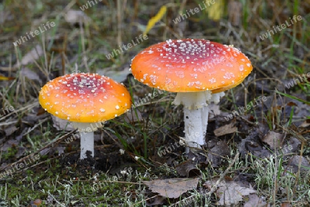 Fliegenpilz (Amanita muscaria) im herbstlichen Wald, Brandenburg, Deutschland