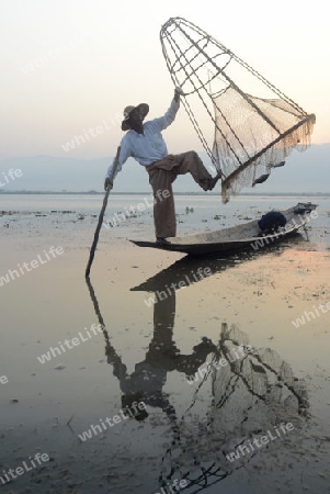 Fishermen at sunrise in the Landscape on the Inle Lake in the Shan State in the east of Myanmar in Southeastasia.