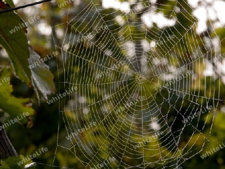 Spinnennetz im Fr?htau