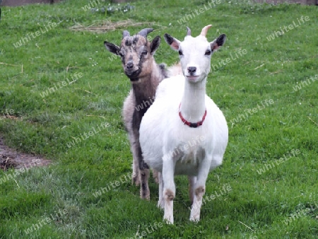 Ziegen, Ziege, Bauernhof