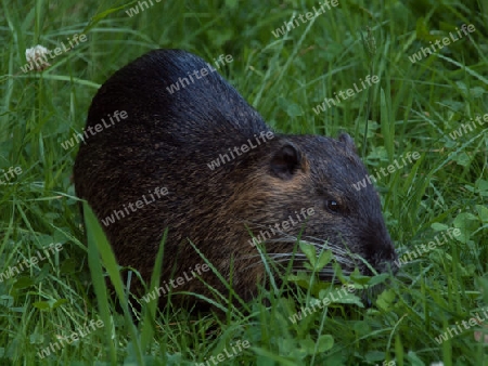 Bisamratte im Gras