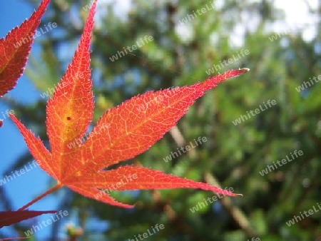 Blatt im Sonnenlicht