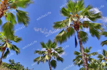 Beautiful palm trees at the beach on the tropical paradise islands Seychelles