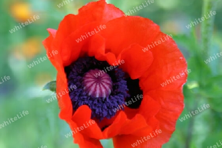 Roter Mohn