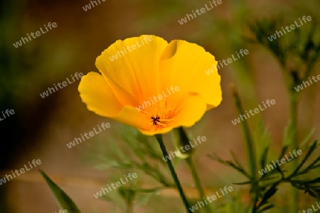 Mohn im Licht