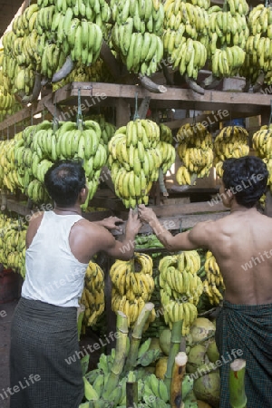 a big Banana Shop in a Market near the City of Yangon in Myanmar in Southeastasia.