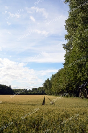 Linien am Waldrand