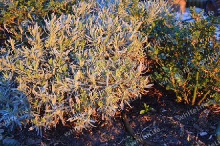 Lavendel im Fruehling in der Abendsonne