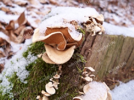 verschneite Pilze 1