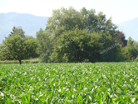 Maisfeld mit Baum