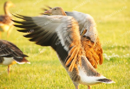 The leader of the wild geese in action - Der Rudelf?hrer der Wildg?nse in Aktion