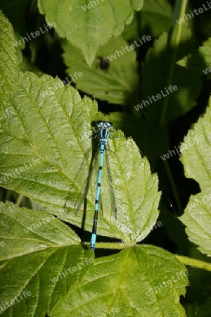 Hufeisen-Azurjungfer (Coenagrion puella)