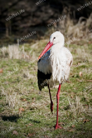 Wei?storch