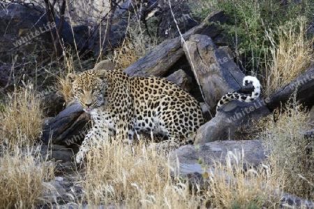 Leopard (Panthera pardus) streift durch sein Revier am Morgen, Khomas Region, Namibia, Afrika