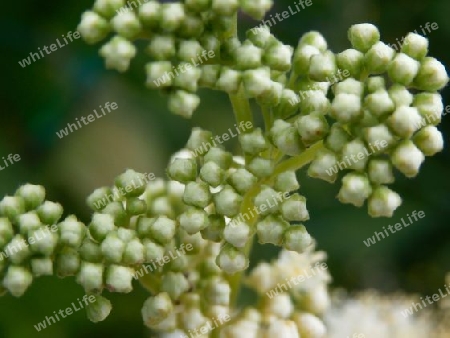 Filipendula Ulmaria P7060129