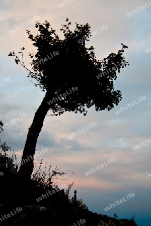 Baum auf Karstplateau - Ostalpen