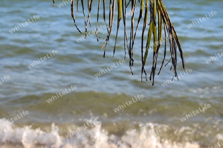 Beautiful palm trees at the beach on the tropical paradise islands Seychelles