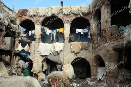 The Leather production in the old City in the historical Town of Fes in Morocco in north Africa.