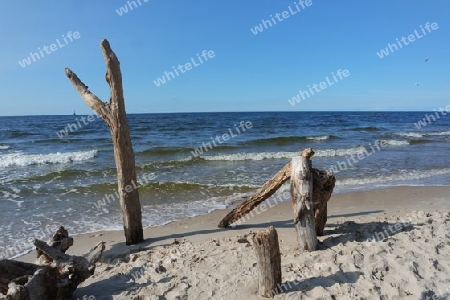 Treibholz am Strand