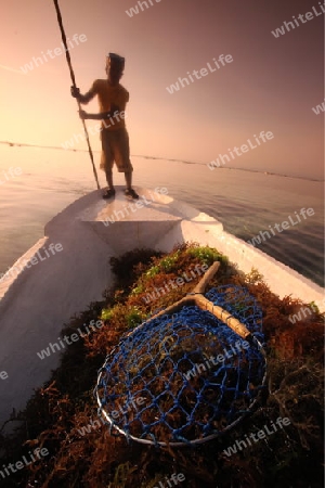 Die Ernte in der Seegrass Plantage auf der Insel Nusa Lembongan der Nachbarinsel von Bali, Indonesien.