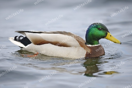 Stockente (Anas platyrhynchos), Maennchen, Erpel, Berlin, Deutschland, Europa