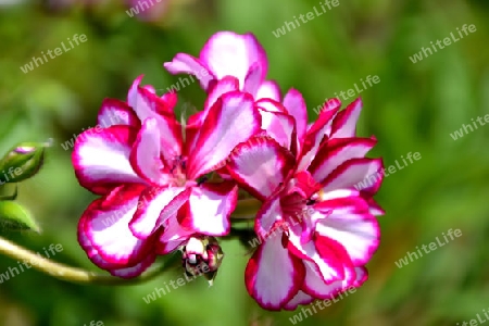 Pelargonie